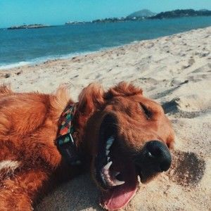 Meet your Posher, Lucy